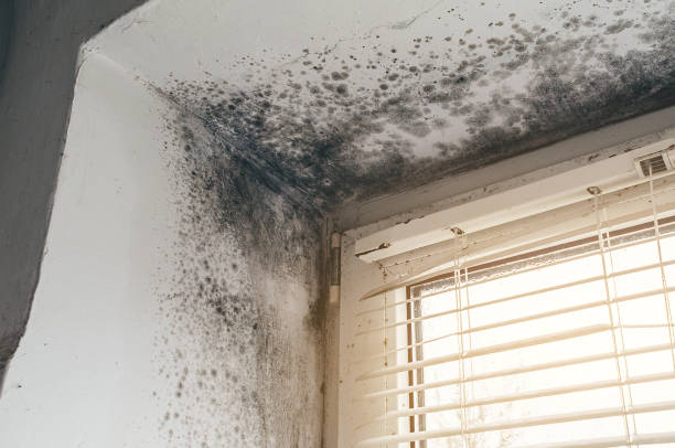 Affordable Mold Cleanup solutions in Mount Airy, GA